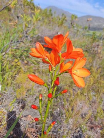 Pillansia templemannii flowers